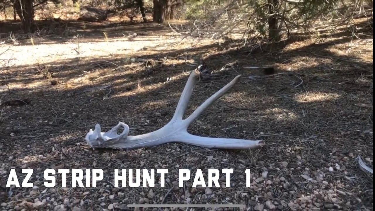 2019 Arizona Strip Mule Deer, Sheds & Artifacts Part 1 Antler Trader. 