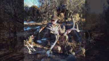 226" Giant Mule Deer Sheds & Dead Head Antler Trader