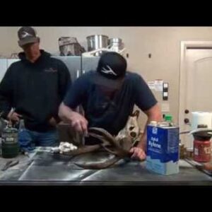 Antler Coloring Mule Deer & Elk Antler Trader