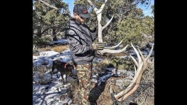 Awesome Elk Shed Hunting Antler Trader