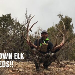 Brown Elk Shed Hunting In The Snow ! " INQUEST 2018 " Antler Trader