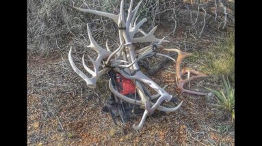 Elk Shed Trip Part 2 Antler Trader