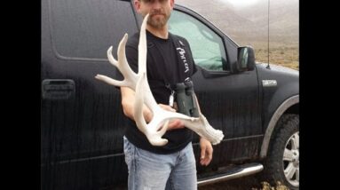 Huge 100" Mule Deer Shed Antler Trader