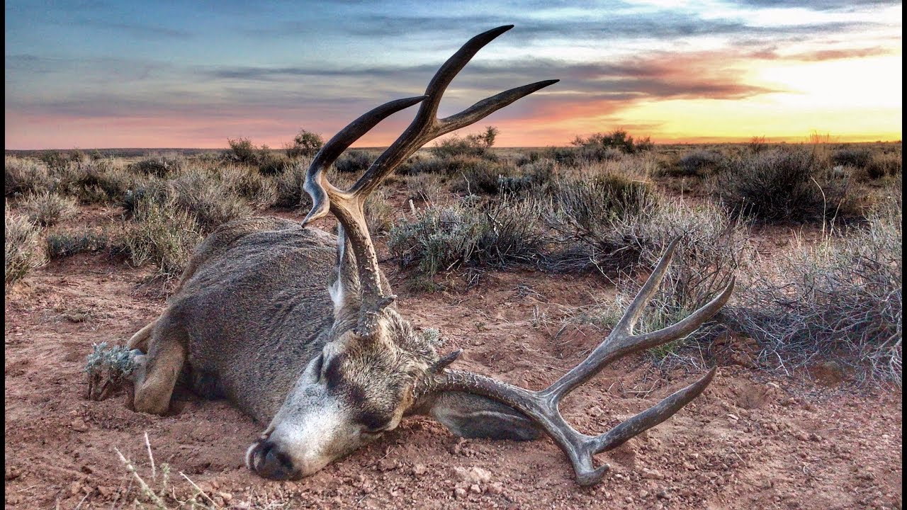 2018 Arizona Strip 13A Late Season Mule Deer (The Guide Life Series) Antler ...