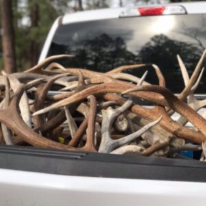 Rogue Outdoorsmen Elk Shed Hunt “INQUEST 2018” Antler Trader