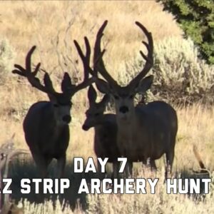 2018 Arizona Strip Archery Mule Deer Hunt Day 7! ( The Guide Life Series) Antler Trader